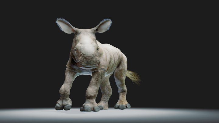 White rhino baby. Pose 3D Model