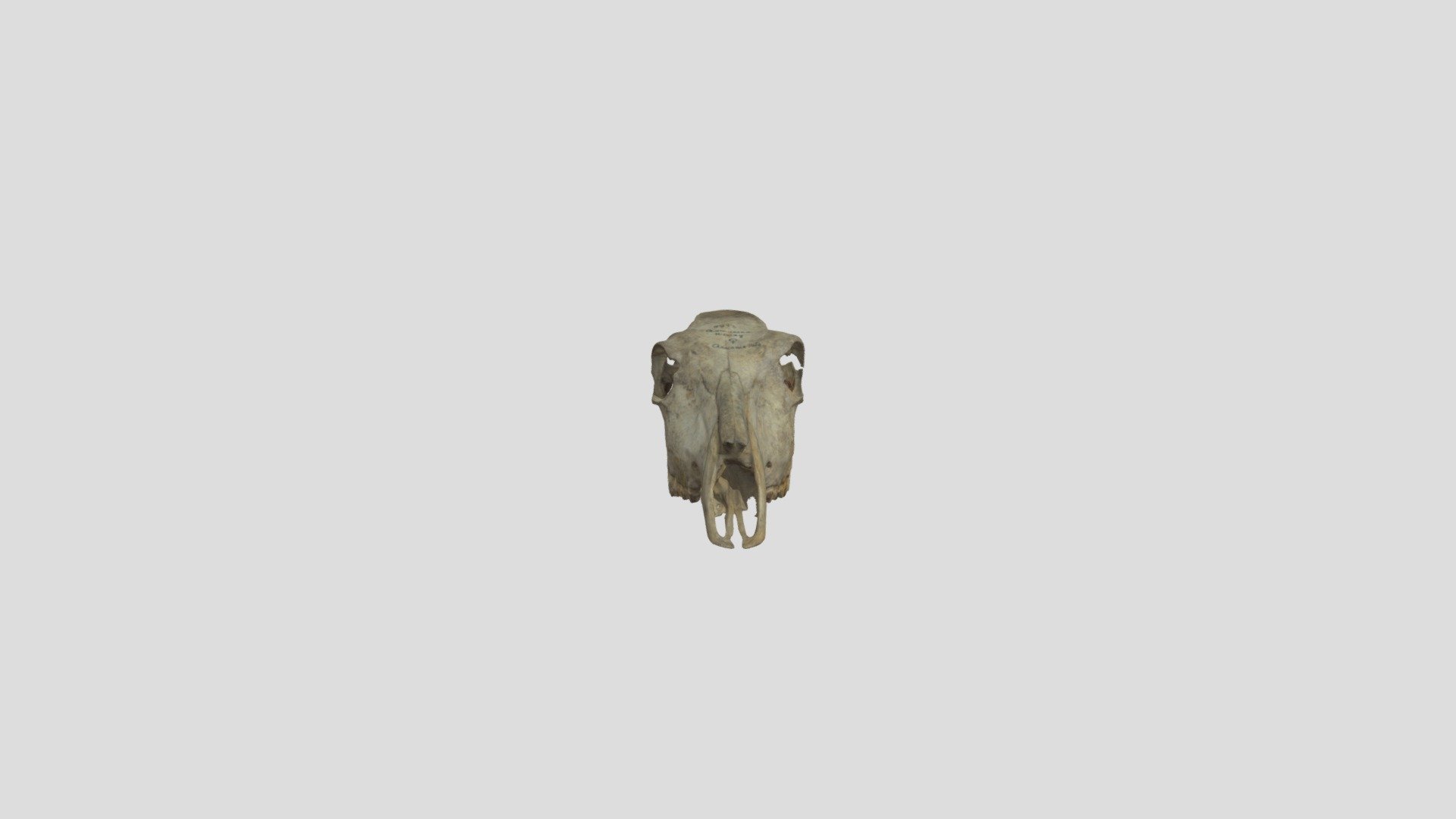Nilgai (Boselaphus tragocamelus) skull