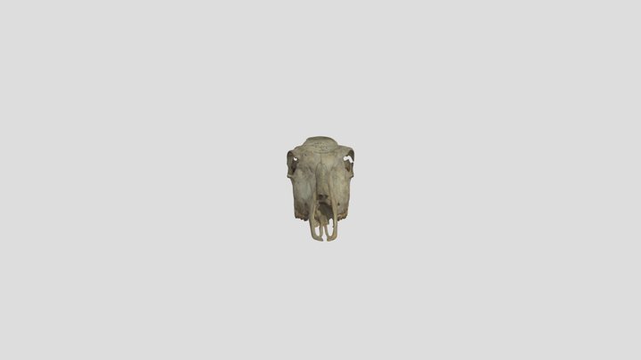 Nilgai (Boselaphus tragocamelus) skull 3D Model