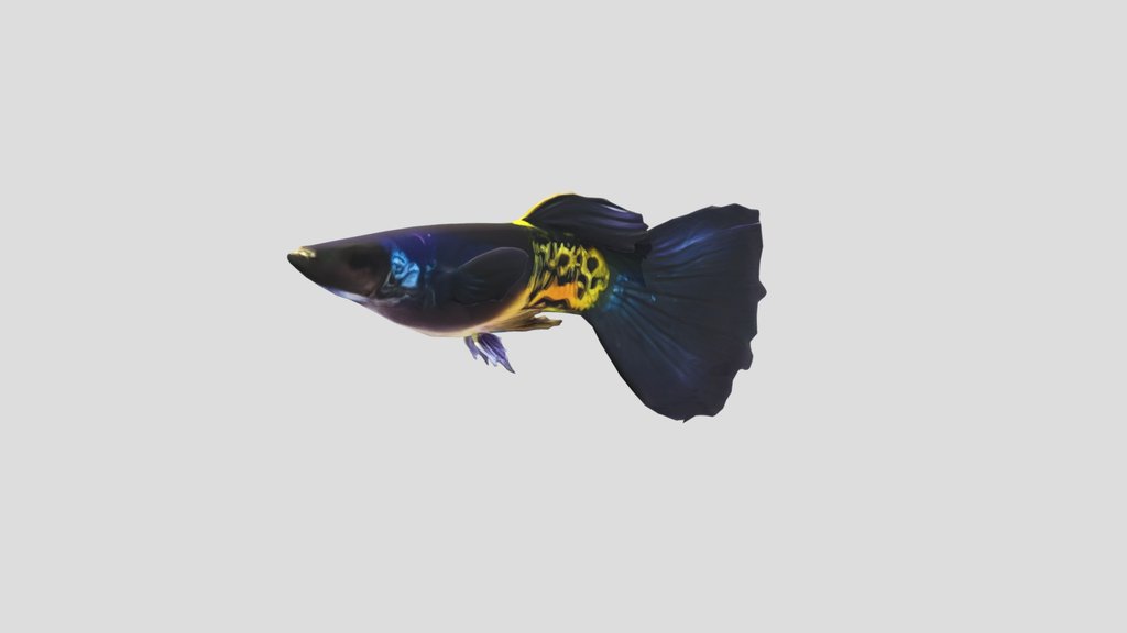 Black Mosaic Guppy Male