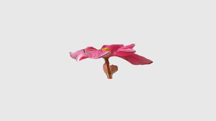 Flower pink 3D Model