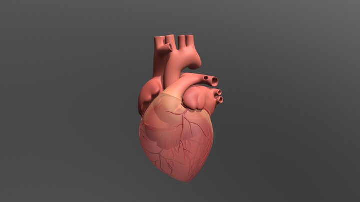 Coronary Artery 3D Model