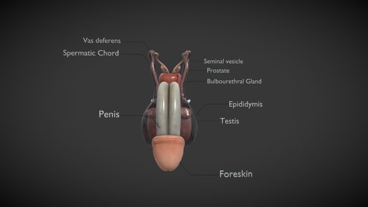 Male Reproductive System 3D Model