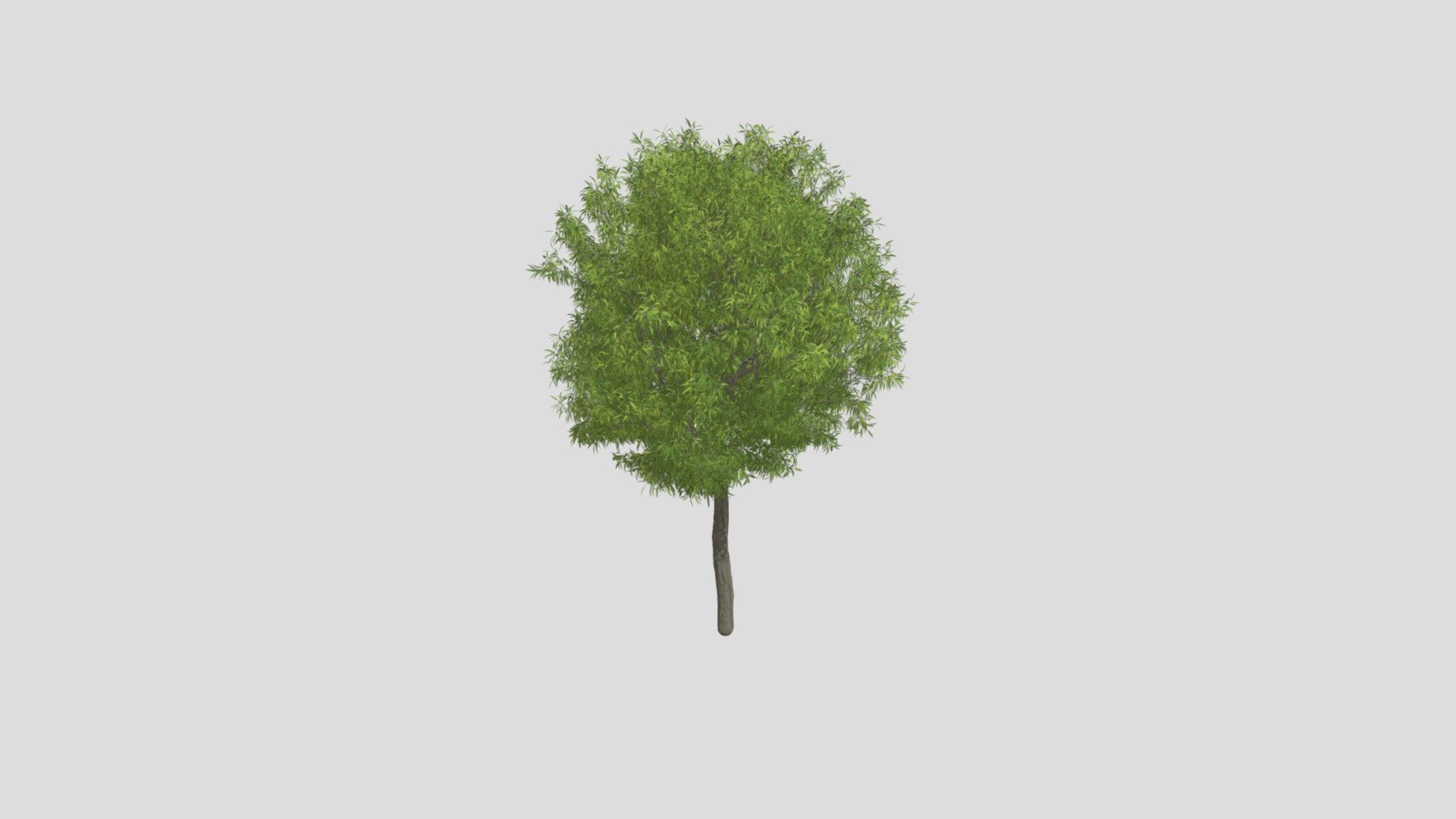 Tristaniopsis laurina tree 11 AM210 Archmodel - Buy Royalty Free 3D ...