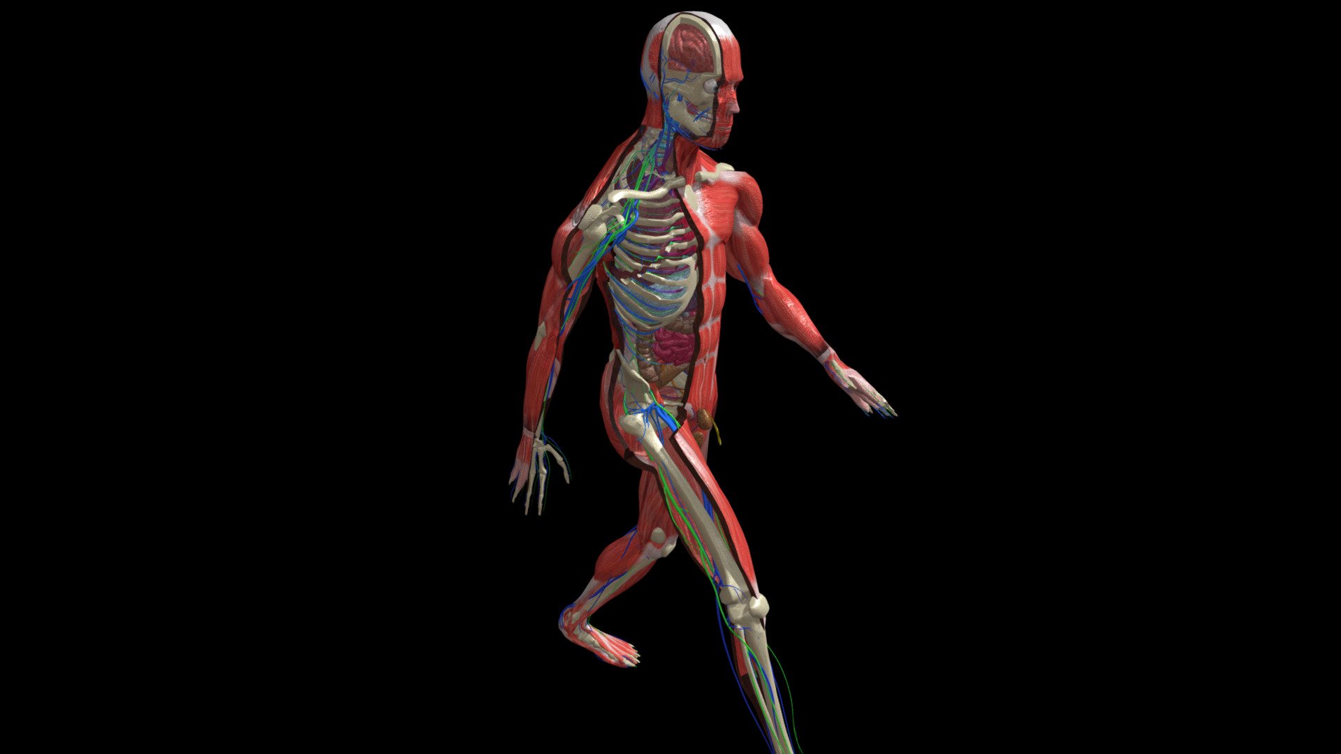 Anatomy Human Body Dissection Animation walkng - Buy Royalty Free 3D ...