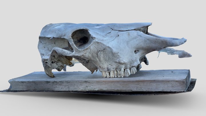 Meh partial cow skull [raw mobile scan] 3D Model