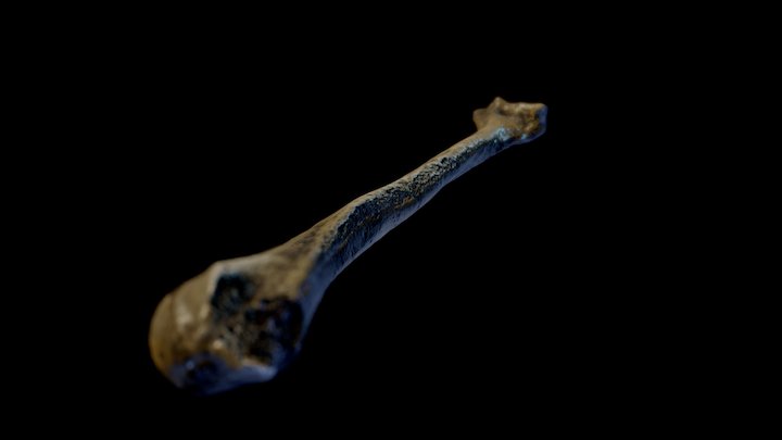 Human bone 3D Model