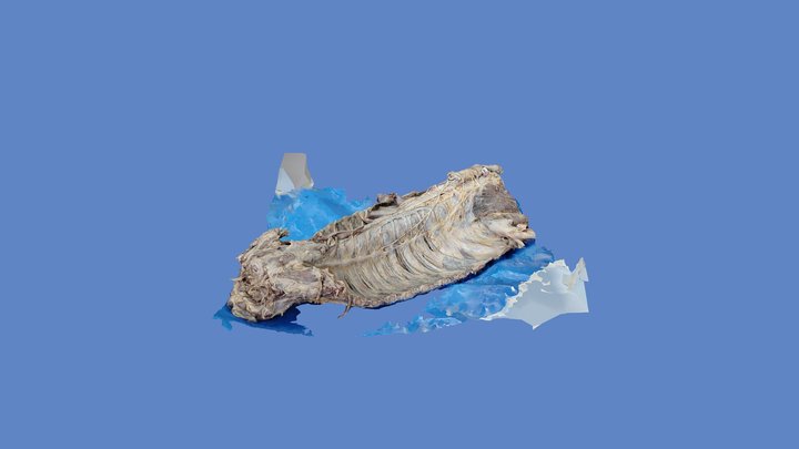 12_04_Nervos viscerais torácicos 3D Model