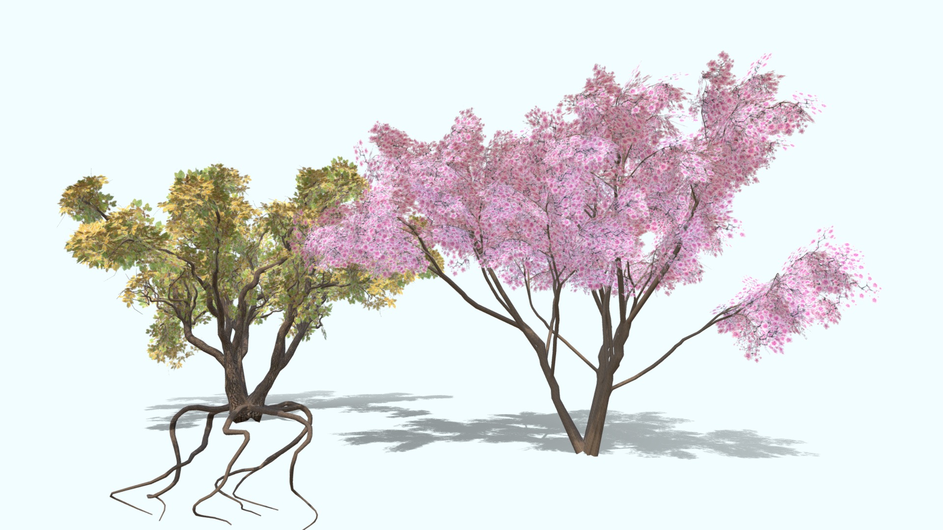 3D model My Blossom Sakura ( Cherry ) and Beech tree - This is a 3D model of the My Blossom Sakura ( Cherry ) and Beech tree. The 3D model is about a tree with pink flowers.