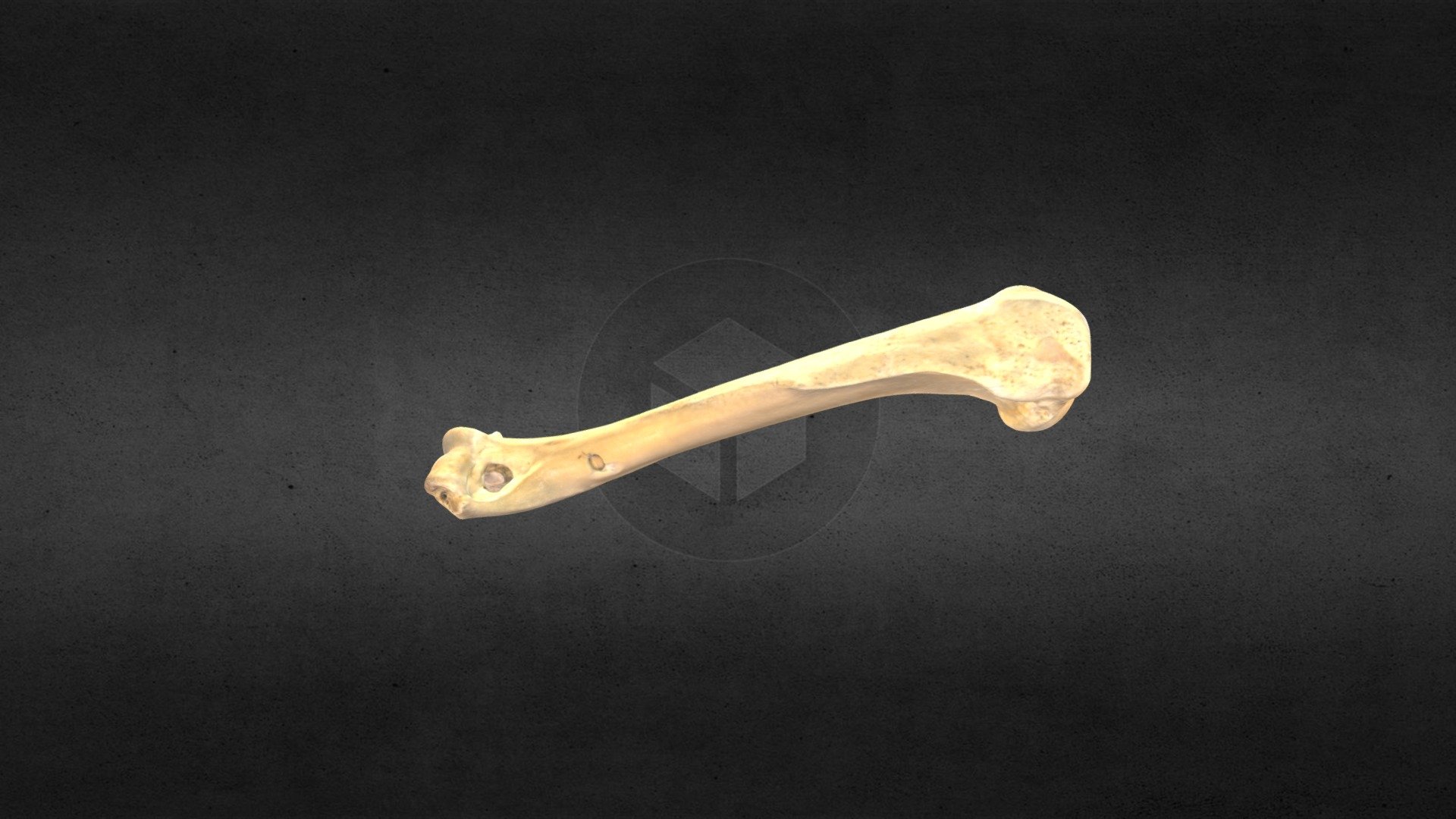 MSCC089 Canis latrans Left Humerus
