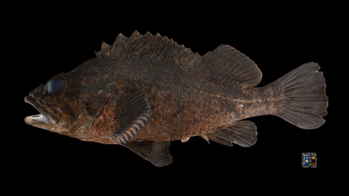 Sebastes 3D models - Sketchfab