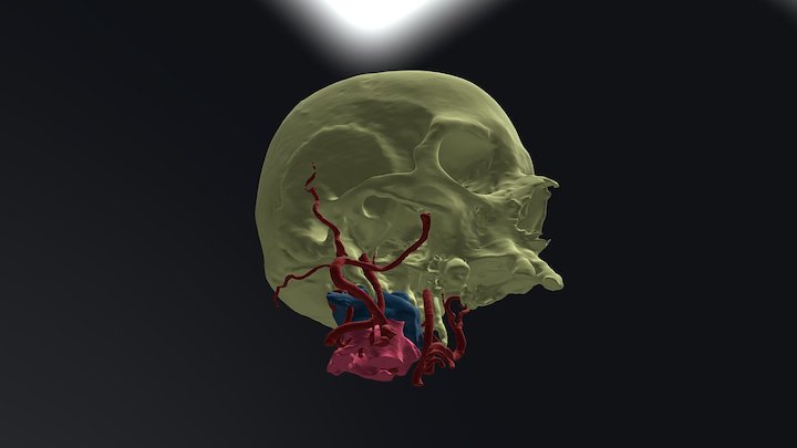 Skull plus cerebral arteries 3D Model