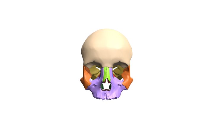 Bones Of The Orbit 3D Model