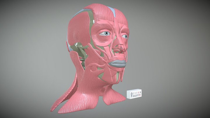 Anatomia da Face Humana: 3D (CICEM-AFH:3D) 3D Model