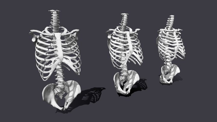 Torso skeleton 3D Model