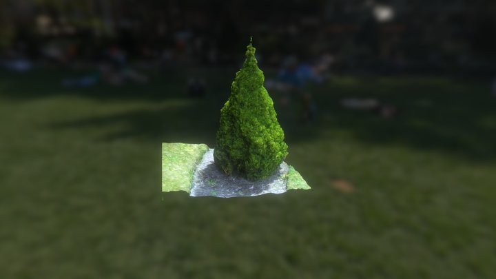 Pine tree 3D Model
