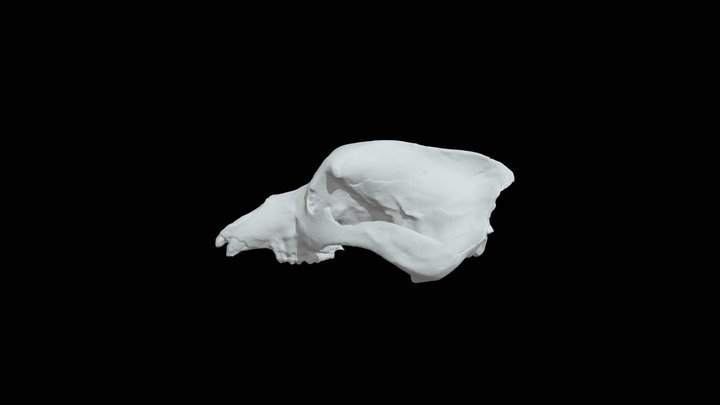 Ursus 3D Model