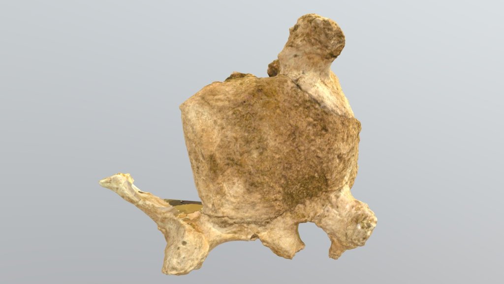 Mastodon Vertebra (VCU_3D_2865)