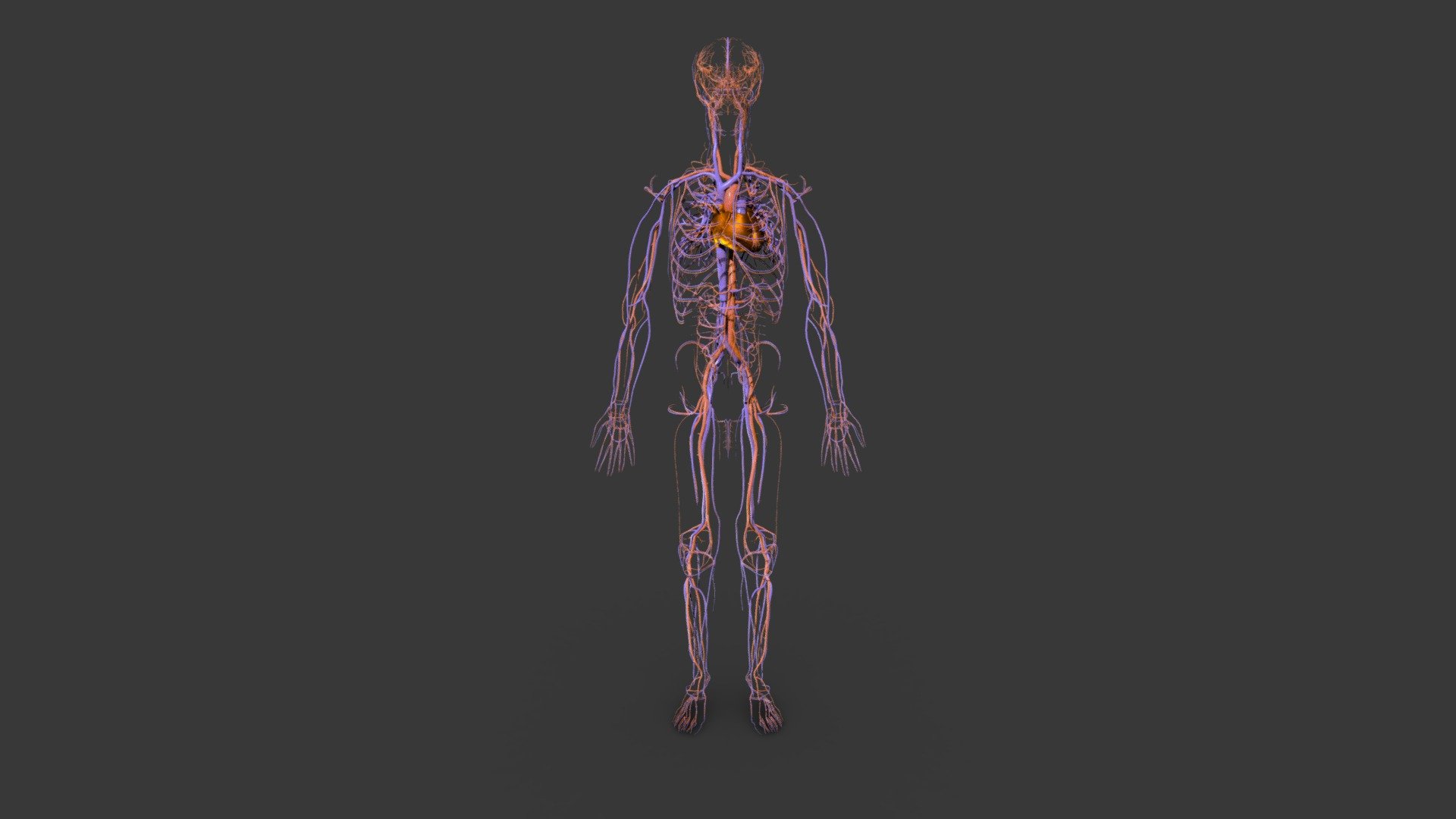 Angiology Download Free 3D model by ZAnatomy [0caae8f] Sketchfab