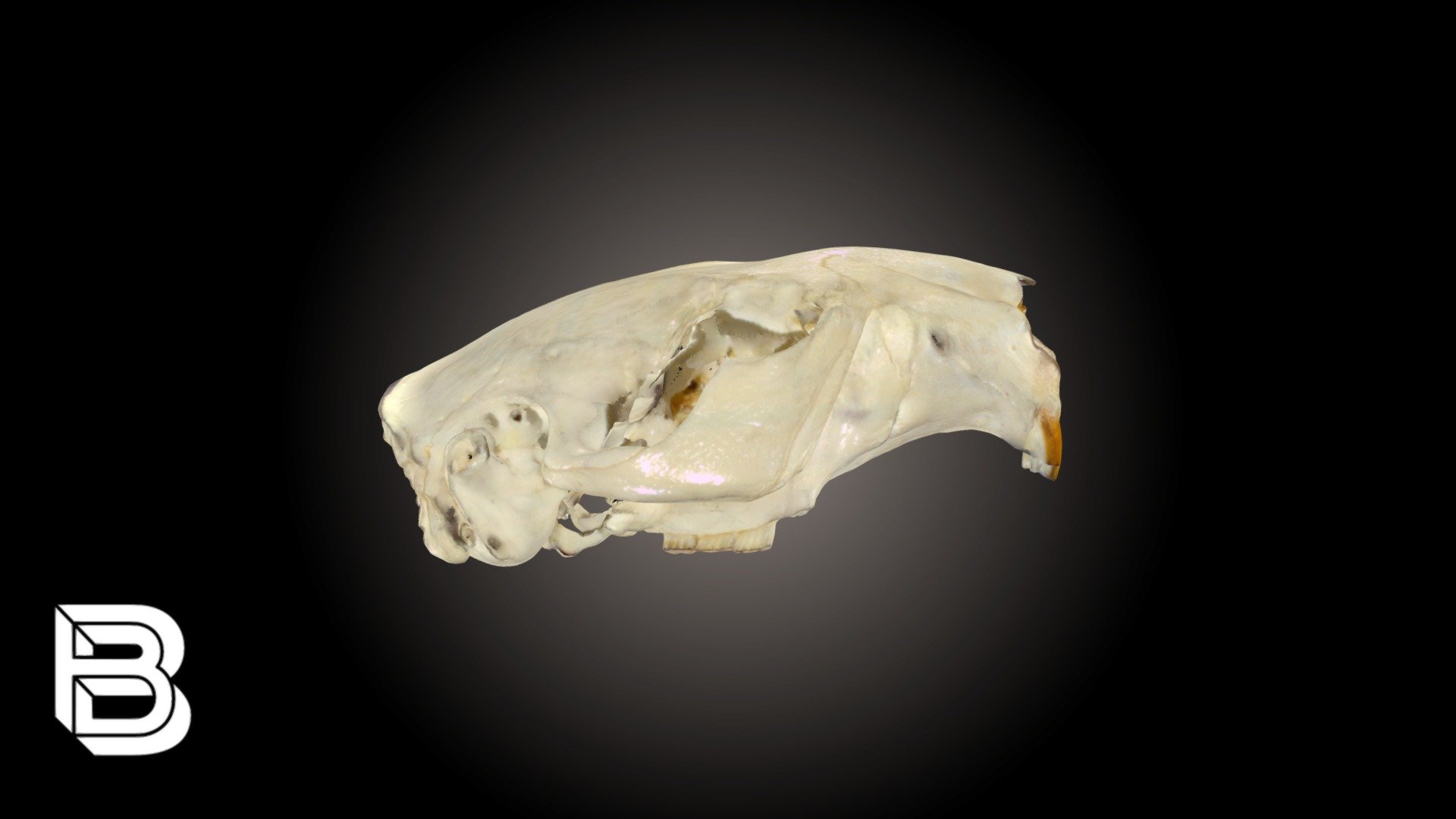 Beaver Skull - 3D Model By The Bishop Museum Of Science And Nature ...