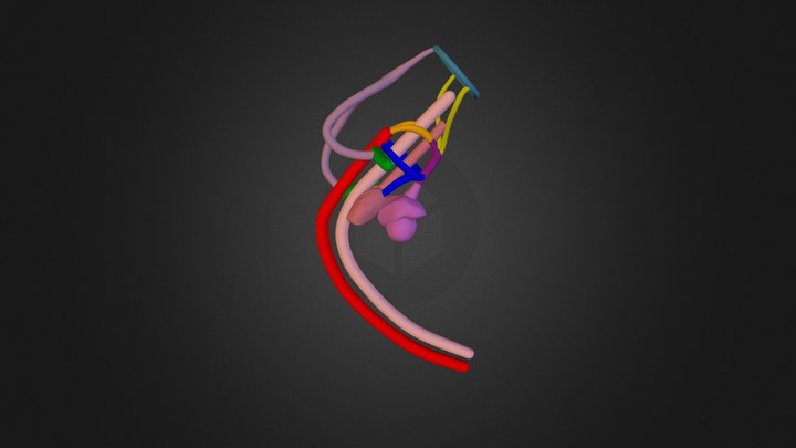 Normal Embrionic Arch Stage 5  3D Model