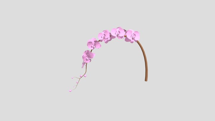 Phalaenopsis aphrodite 3D Model