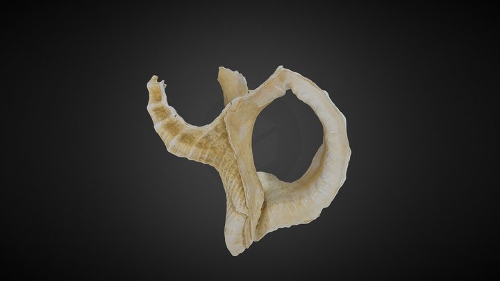 Fragment of Ranella olearium (Linnaeus, 1758) 3D Model