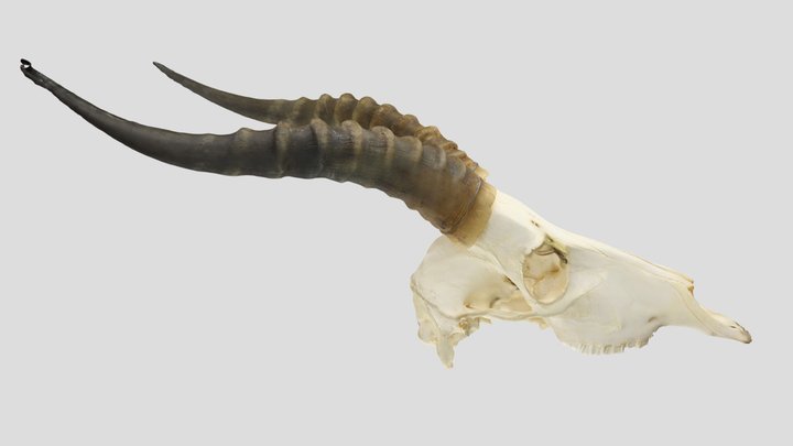 UWYMV:Mamm:6589, Redunca fulvorufula, Crania – Kostenloses 3D-Modell STL