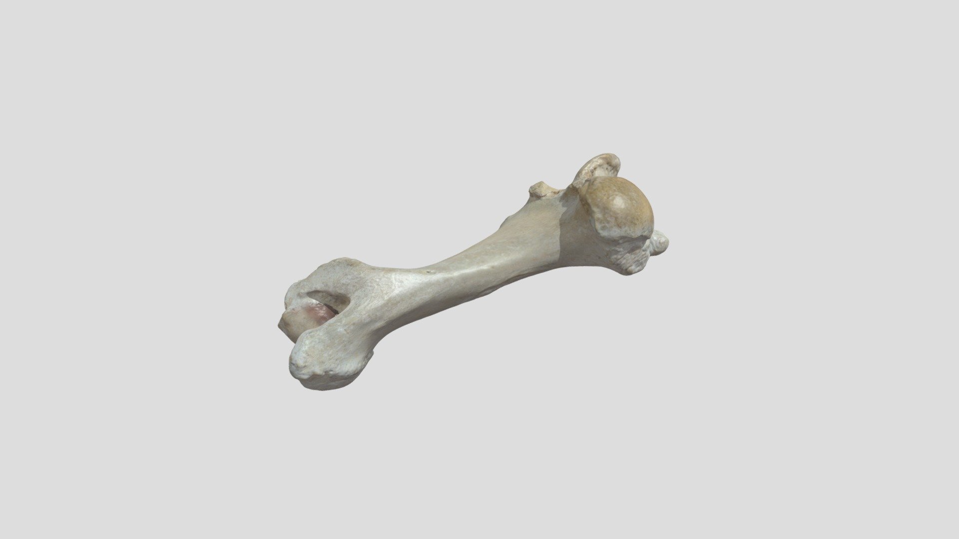 Humerus Pig - 3D model by VetKaset [0cbc1f4] - Sketchfab