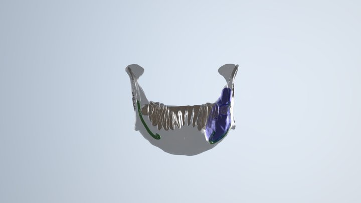Mandible 3D Model
