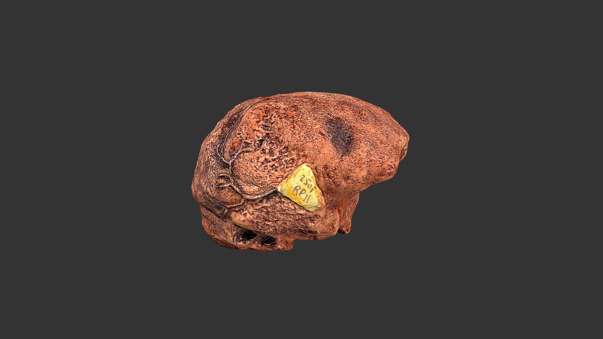 Australopithecus africanus (Taung)(2501.1rp11-1)