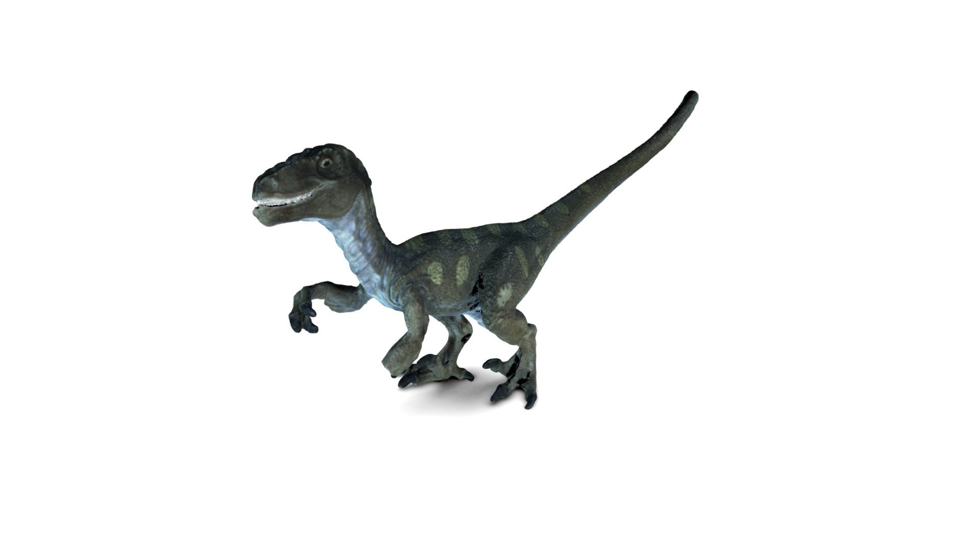 Raptor with missing hammer Download Free 3D model by drewshark