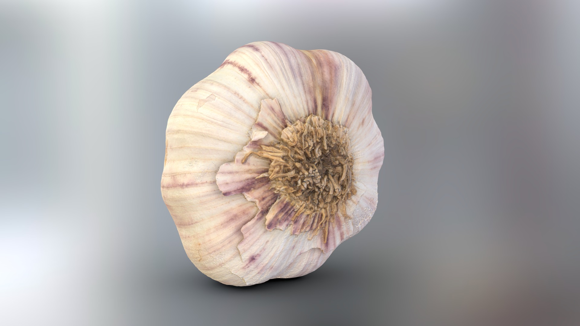 3D model Garlic Clove - This is a 3D model of the Garlic Clove. The 3D model is about a close up of a snail.