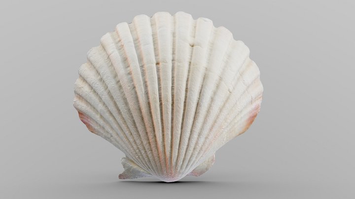 Scallop Sea Shell 3D Model