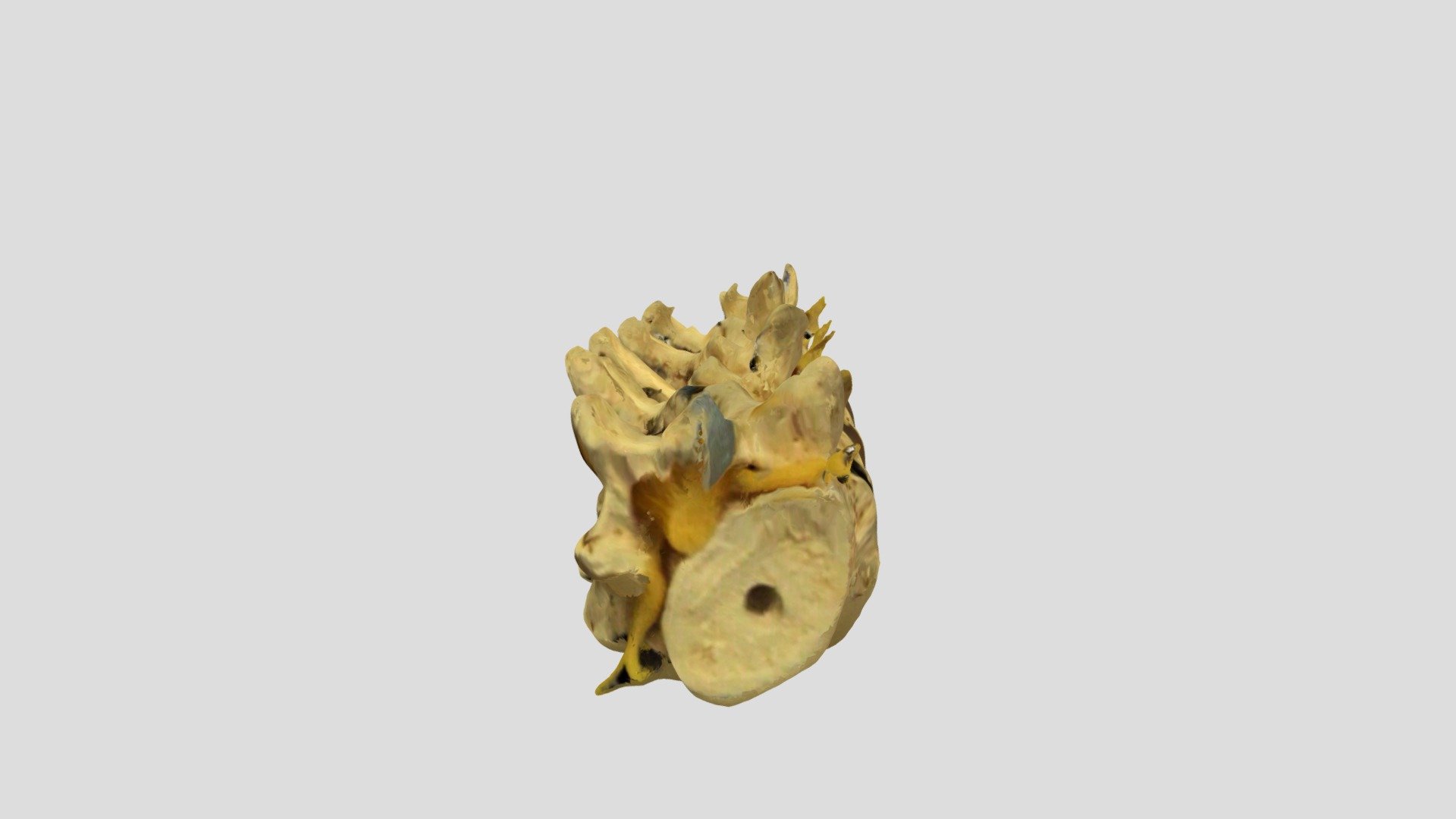Spine2 - Download Free 3D model by tallulahspina [0cc6322] - Sketchfab