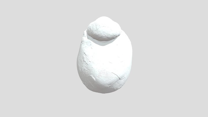 Lima Bean Essence 3D Model