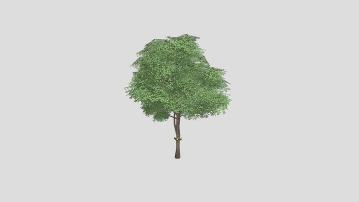 Tree07_ Gmelina_preview 3D Model