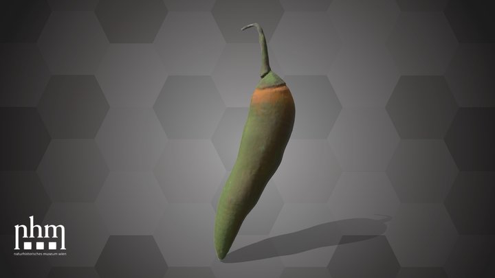 Chili Pepper (NHMW-AFW-DING-0046-075) – Modello 3D gratuito STL
