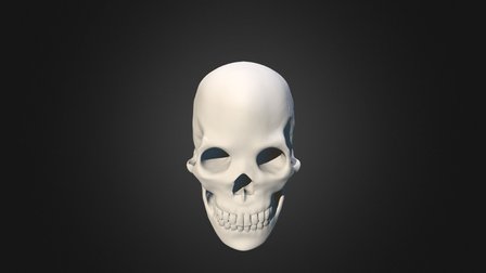 Matt Bey, Skull Study 3D Model