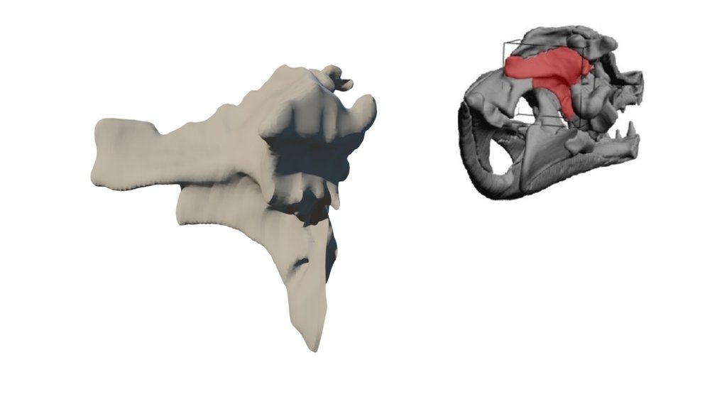 Alligator Exoccipital