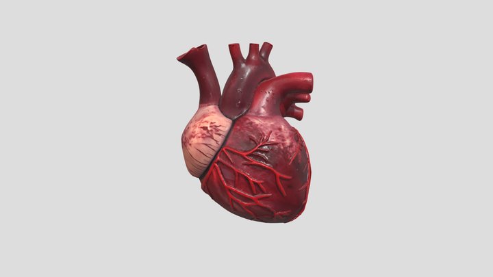 Anatomical Human Heart
