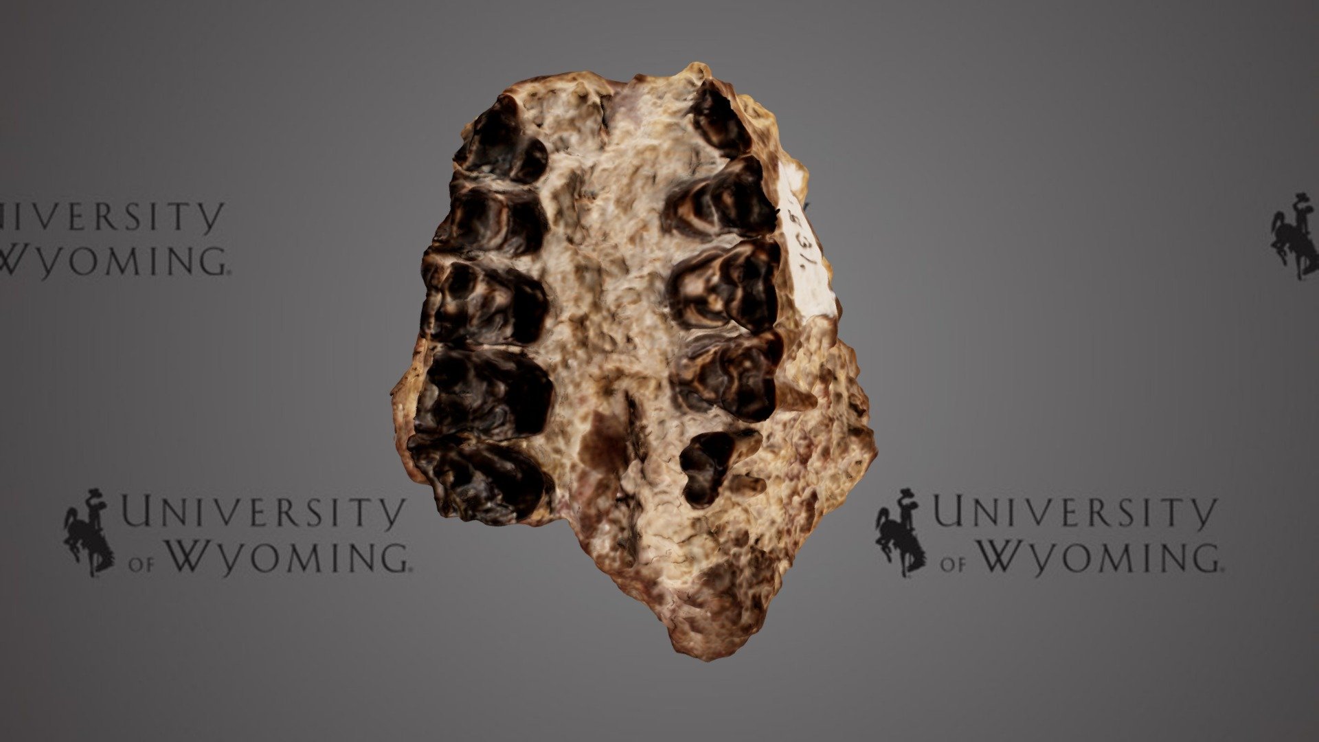 UW1831 - Esthonyx sp., Upper Pallet