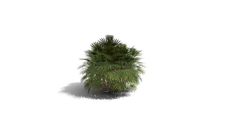 Realistic HD Bamboo palm (22/30) 3D Model