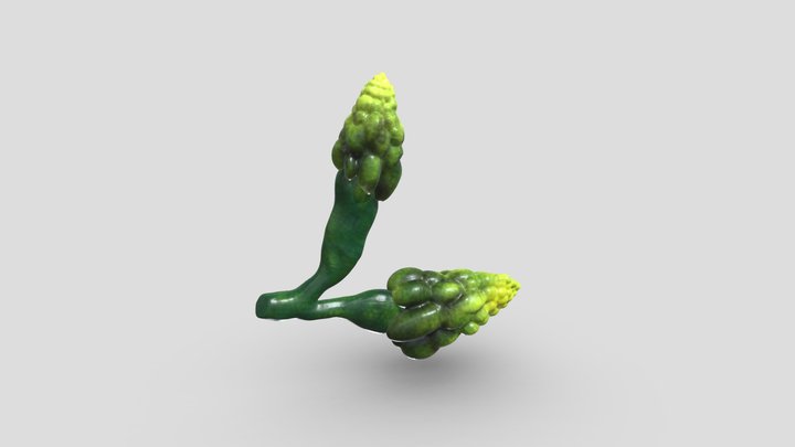 Ovarios de la mosca de la fruta 3D Model