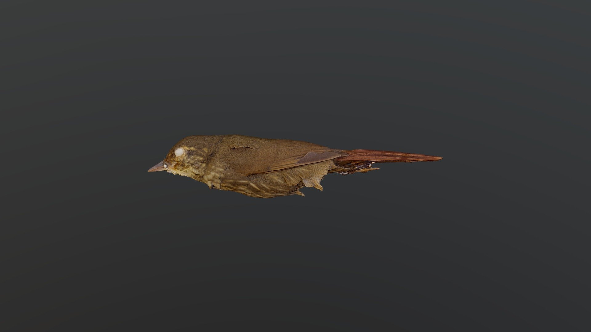 Buff-browed Foliage-gleaner - Syndactyla rufo...