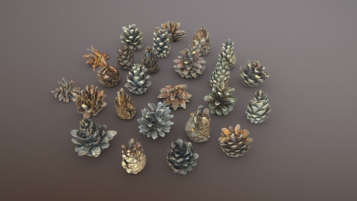 Hight quality pinecones 3d scan 3D Model