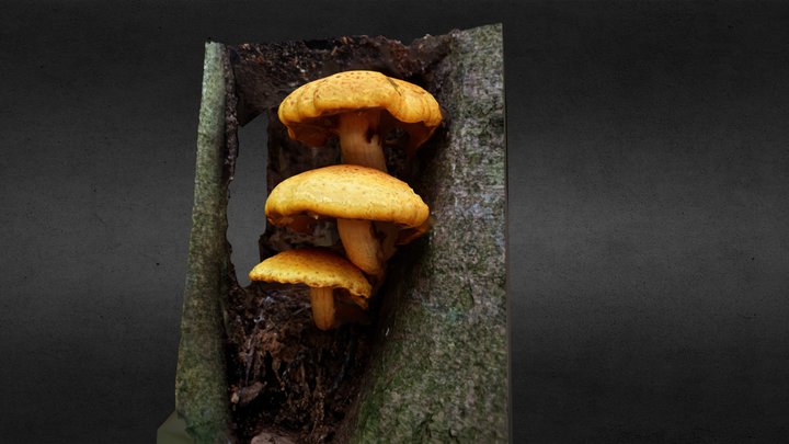 Mushrooms Mheer 3D Model