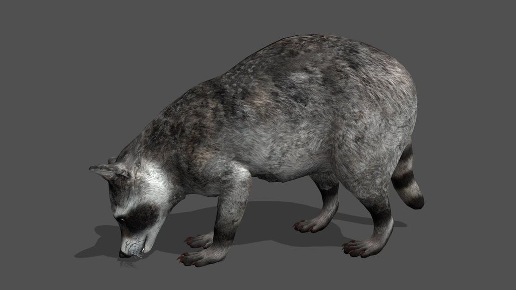 Animated Racoon – 3D Animal Model