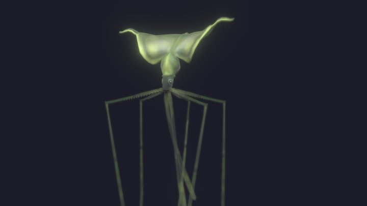 Bigfin squid