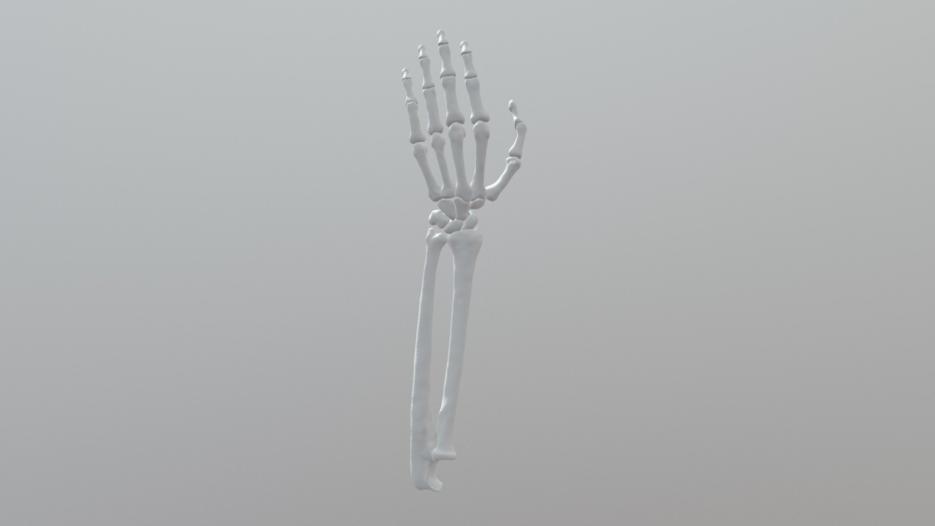 hand bones